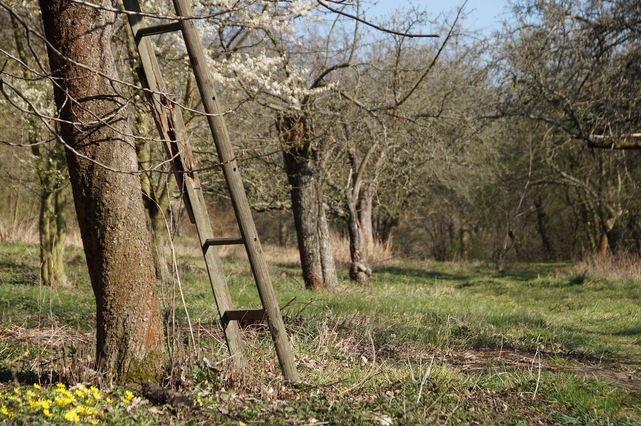 How to Prune Trees and Shrubs Correctly